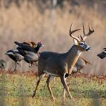 Texas-Hunting-Season
